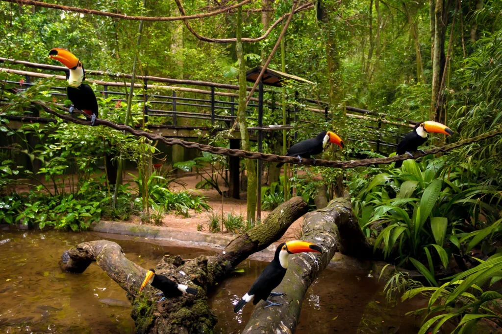 Tucanos em viveiro arborizado no Parque das Aves