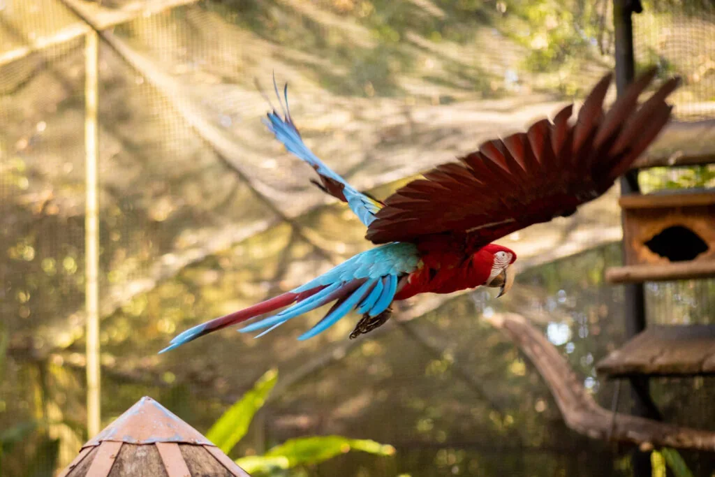 Arara vermelha e azul em voo dentro do viveiro
