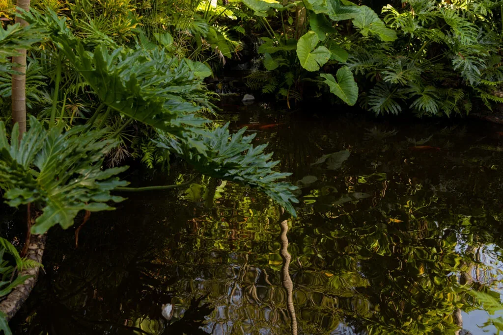 Vegetação refletida na água no Parque das Aves