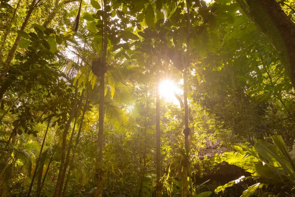 Luz do sol entre as árvores da Mata Atlântica