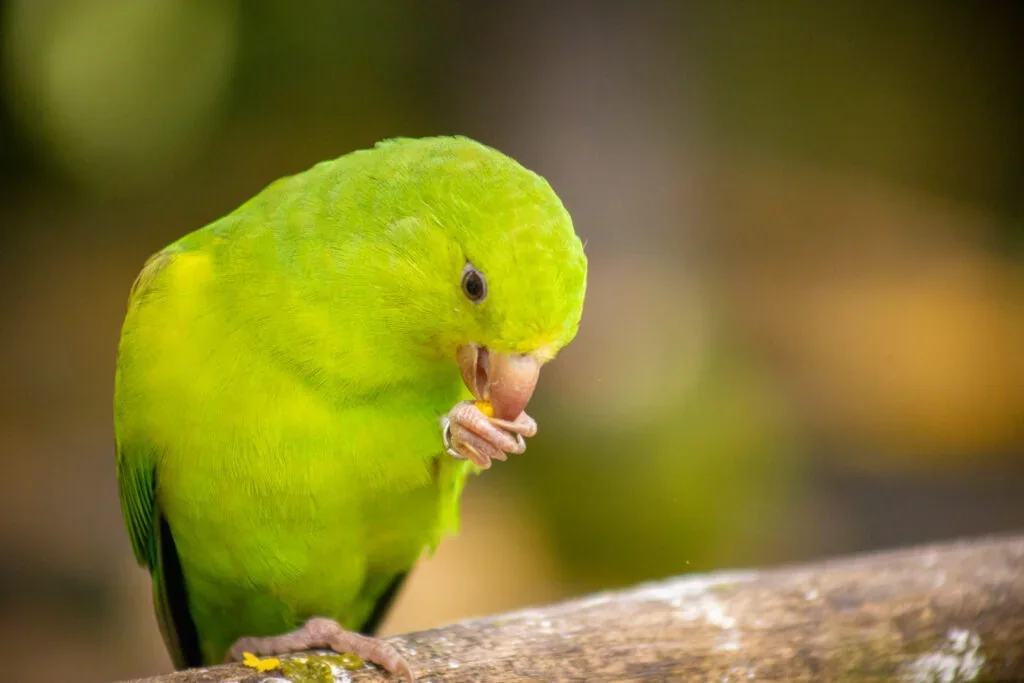 Pequena ave verde se alimentando sobre um galho