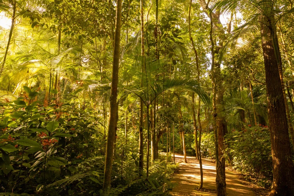 Caminho sombreado pela mata no Parque das Aves