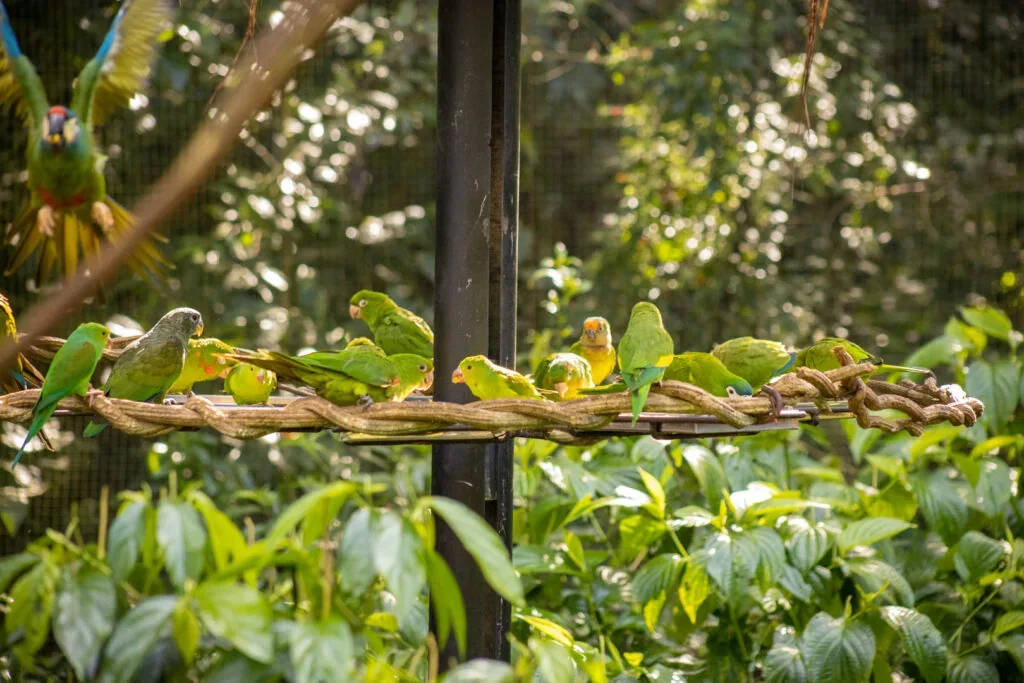 Grupo de aves verdes junto a comedouro no viveiro