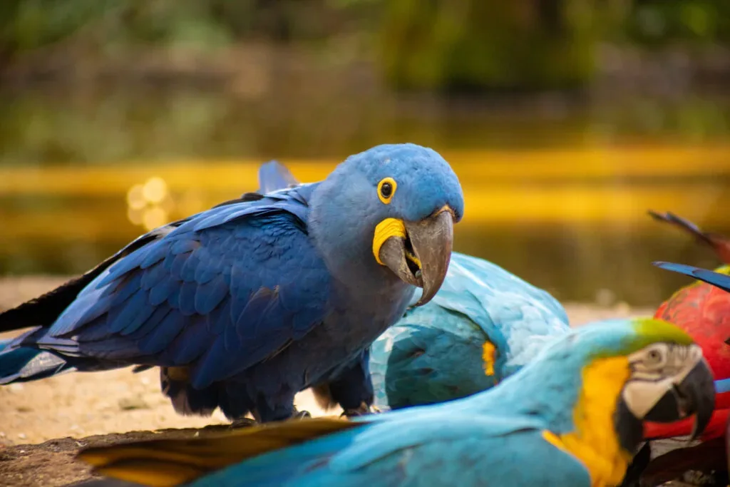 Arara-azul em primeiro plano no viveiro