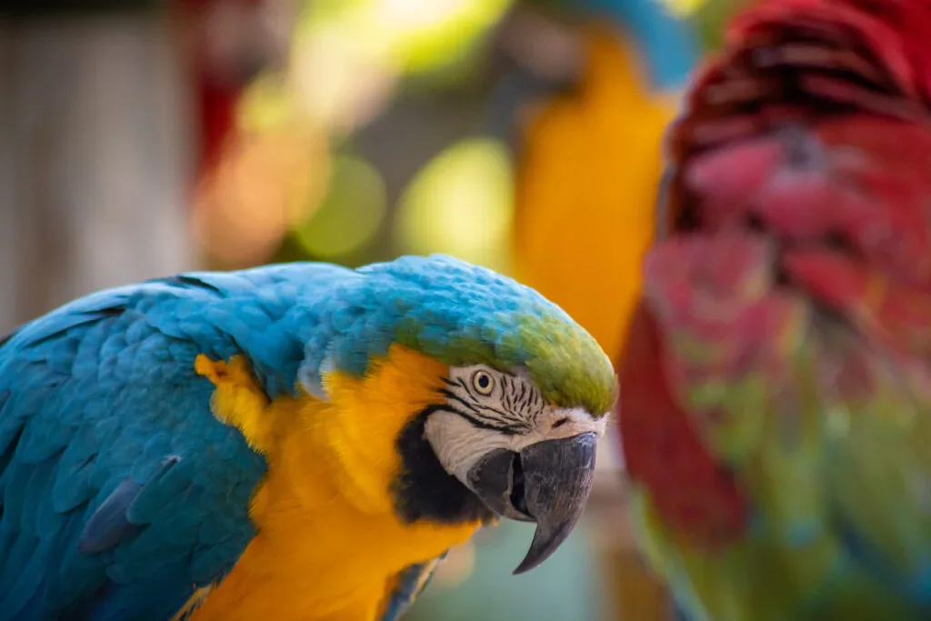 Arara de penas azuis e amarelas em primeiro plano