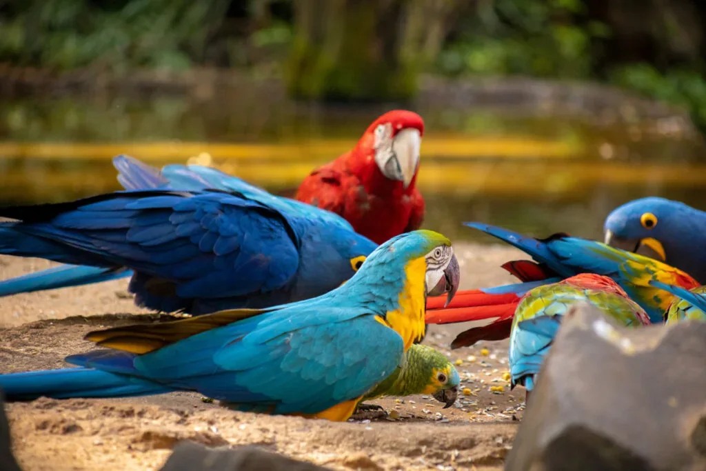 Araras de diferentes cores reunidas no viveiro
