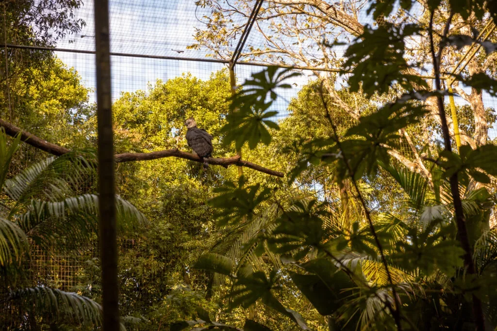 Vegetação e estrutura de viveiro no Parque das Aves